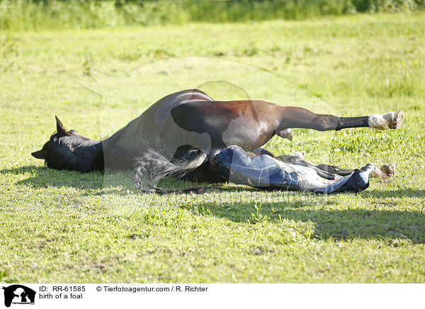 Fohlengeburt / birth of a foal / RR-61585