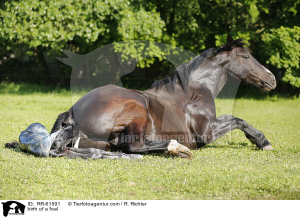 Fohlengeburt / birth of a foal / RR-61591