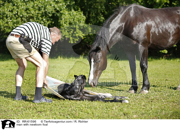 man with newborn foal / RR-61596