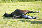 birth of a foal