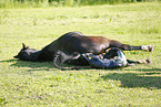 birth of a foal