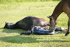 birth of a foal