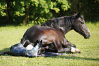 birth of a foal