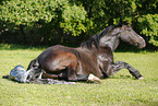 birth of a foal