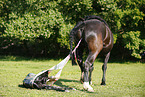 birth of a foal