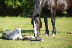 birth of a foal