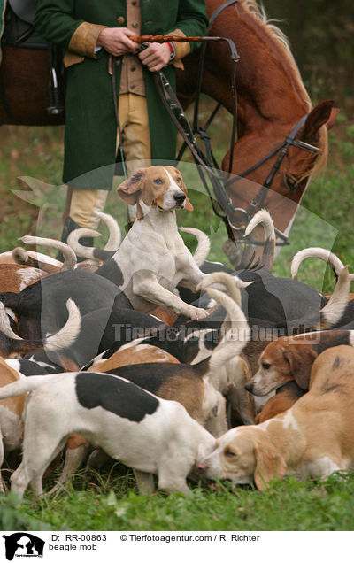 Beaglemeute / beagle mob / RR-00863