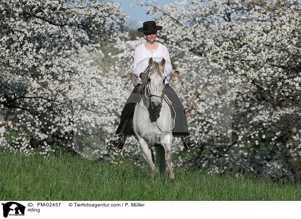 Gangpferdereiten / riding / PM-02457