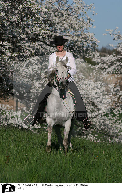 Gangpferdereiten / riding / PM-02459