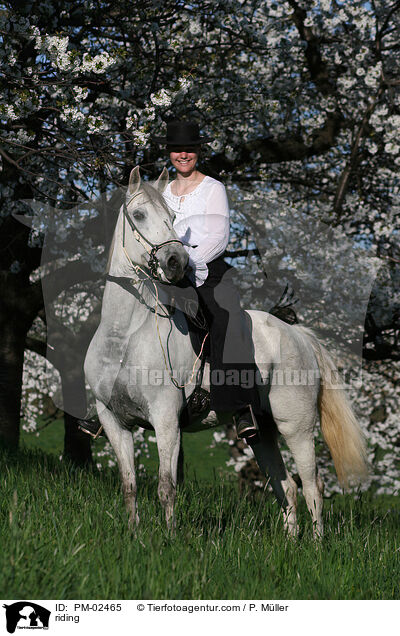 Gangpferdereiten / riding / PM-02465