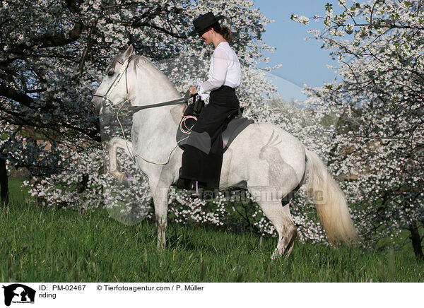 Gangpferdereiten / riding / PM-02467