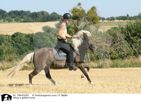 Gangpferdereiten / riding a gaited horse / PM-03255