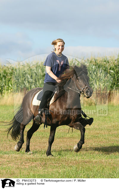 riding a gaited horse / PM-03273