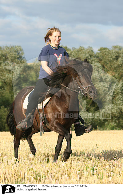 Gangpferdereiten / riding a gaited horse / PM-03278
