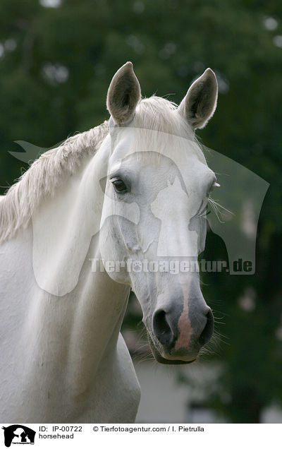 Pferd im Portrait / horsehead / IP-00722