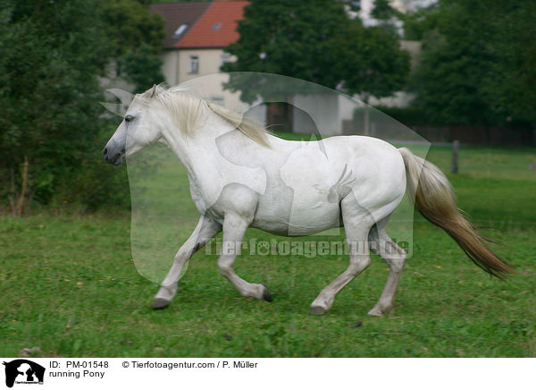 running Pony / PM-01548