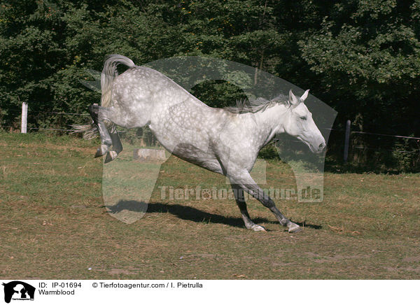 Warmblood / IP-01694
