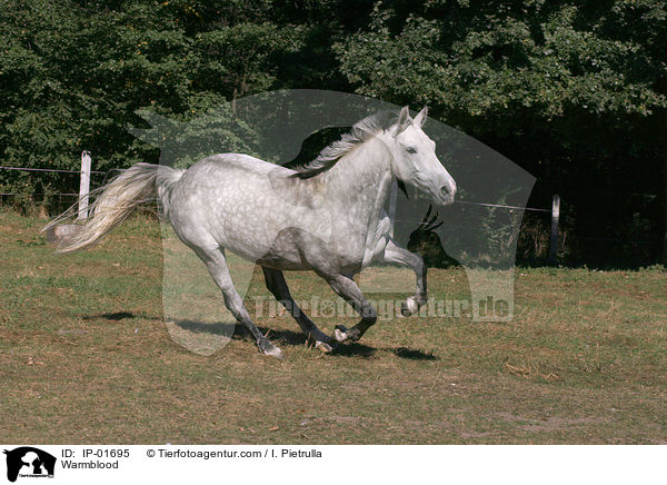 Warmblood / IP-01695