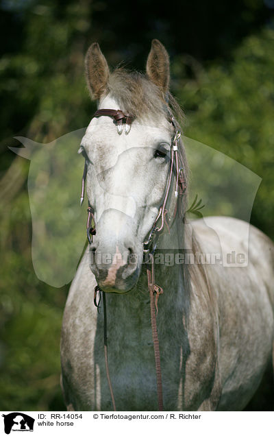 Schimmel Portrait / white horse / RR-14054