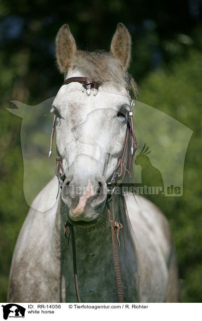Schimmel Portrait / white horse / RR-14056