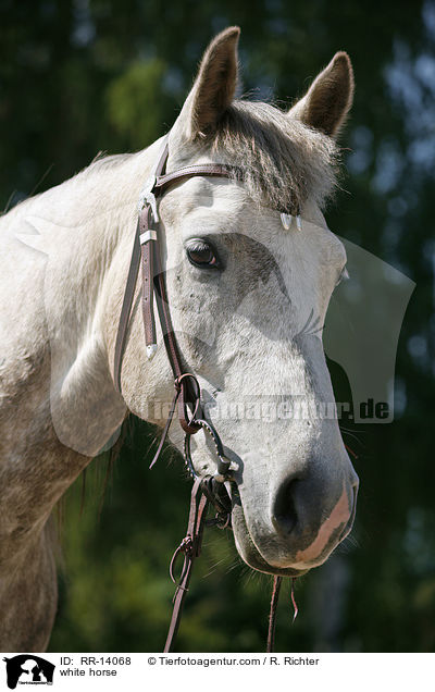 Schimmel Portrait / white horse / RR-14068