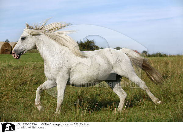 running white horse / RR-16334