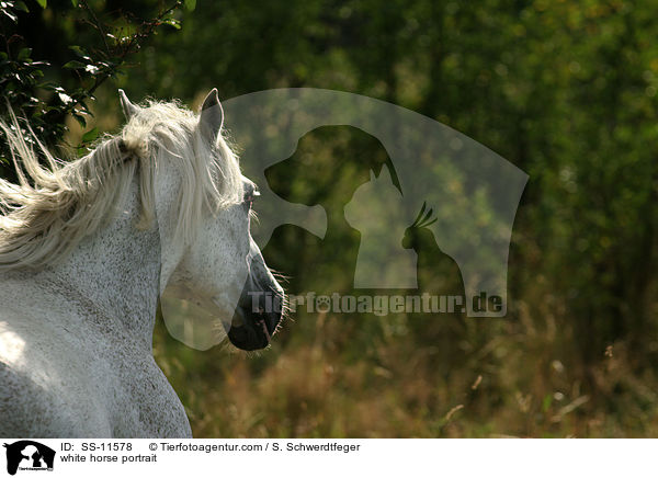 Schimmel Portrait / white horse portrait / SS-11578