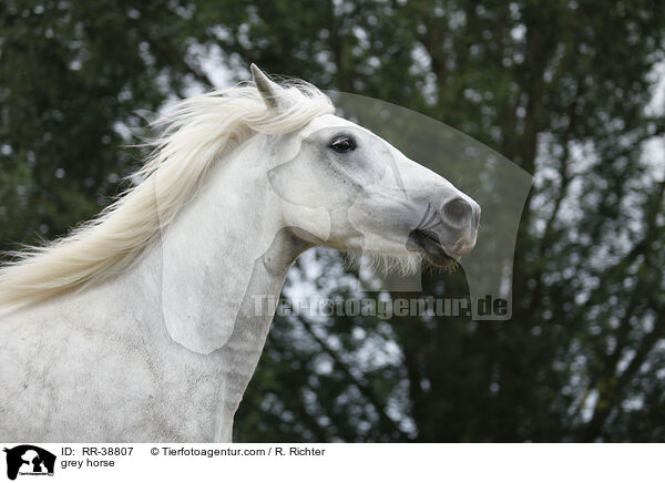 Schimmel / grey horse / RR-38807