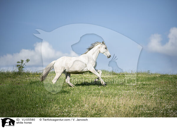 white horse / VJ-05580