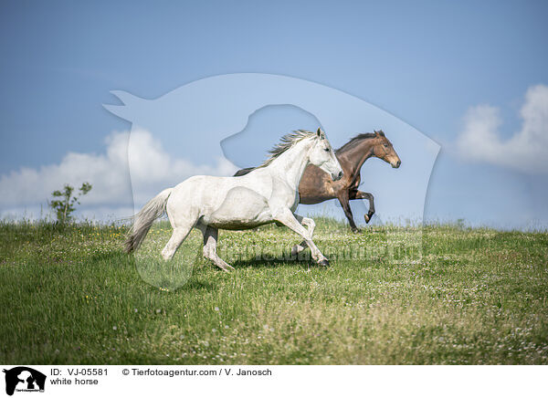 white horse / VJ-05581