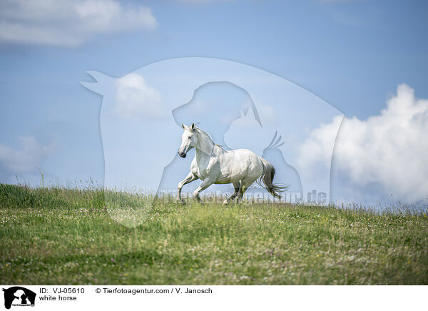 white horse / VJ-05610