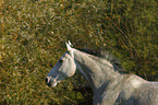 Horse Portrait