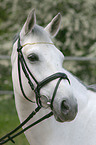 white horse