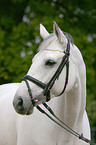 white horse