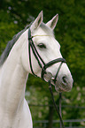 white horse
