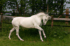 running horse