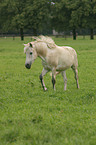 white horse