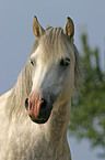 white horse head