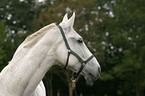 white horse
