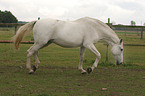 white horse