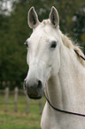 white horse