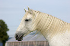 white horse