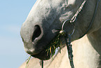 horse mouth