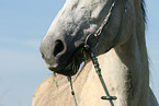 horse mouth