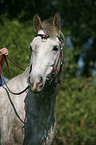 white horse