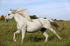 running white horse