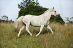 trotting white horse