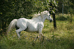 trotting white horse