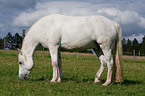 white horse