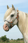 white horse portrait